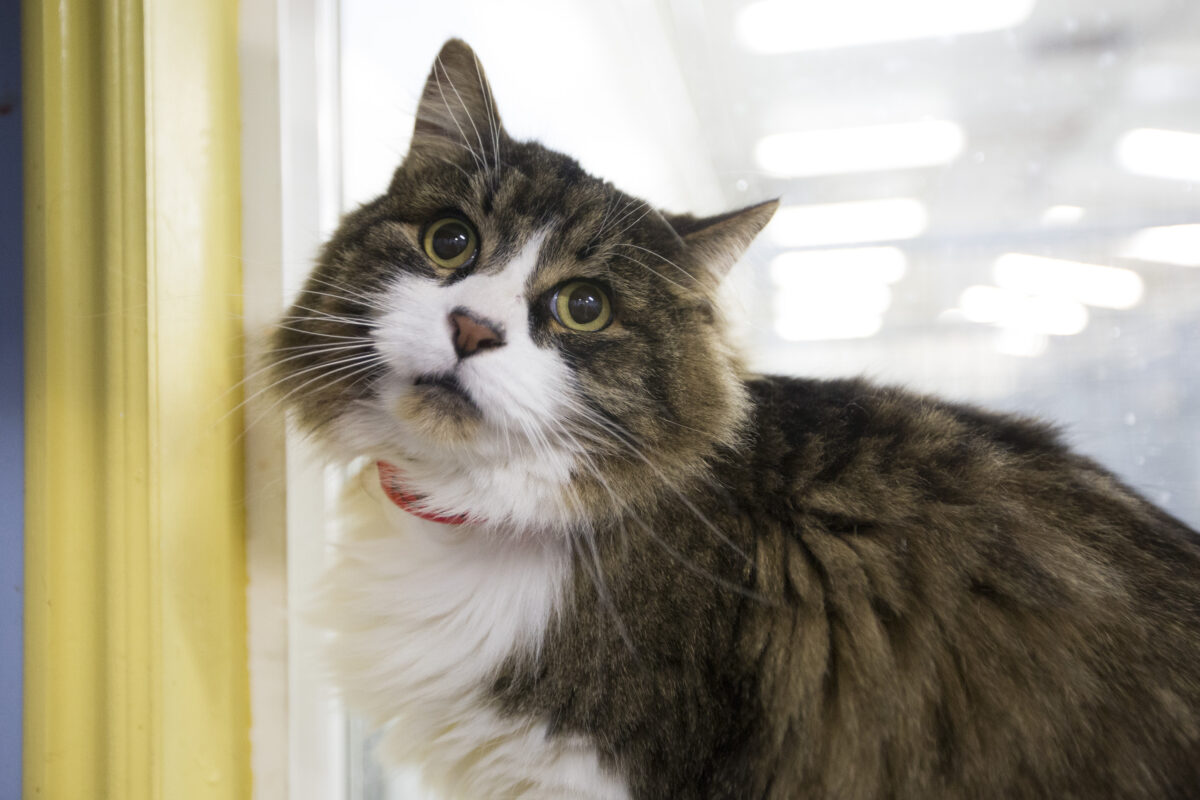 Davis animal shelter adopting out more animals this year News, Sports